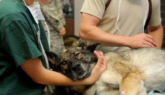 Corid Dosage For Dogs: Puppies Dosage, How To Treat Coccidia
